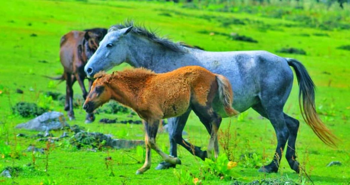 ‘हामीले कहिल्यै नदेखेको खेसमालिकाको सुन्दरता’